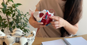 Fisioterapeuta pélvica a explicar a anatomia do pavimento pélvico com um modelo anatómico durante uma sessão